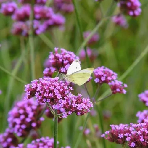 Purpletop vervain