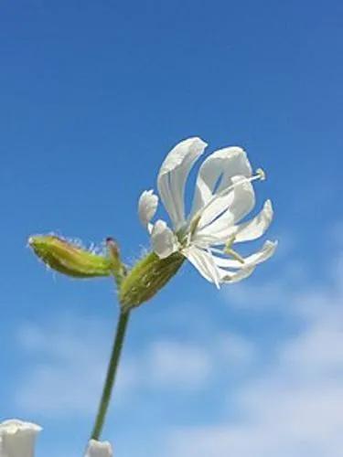 Forked Catchfly.