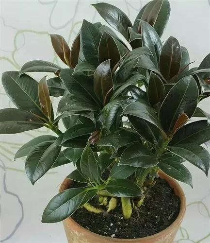 Ficus Melony