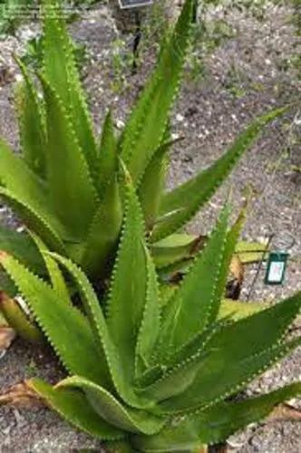 Aloe Secundiflora