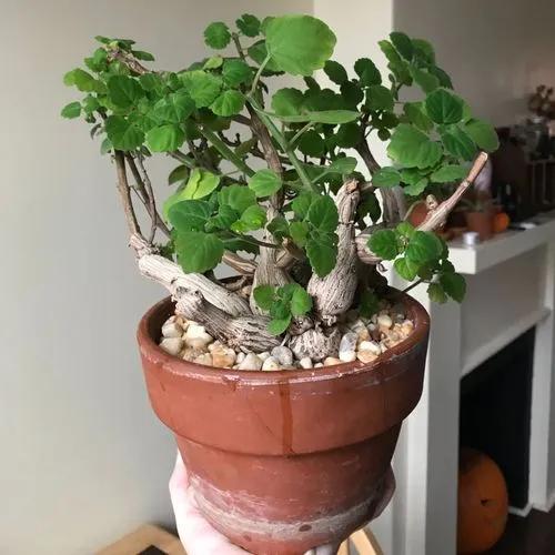 Bonsai Mint