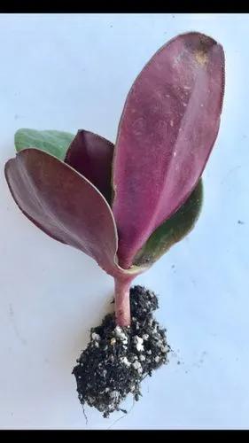 Crassula Streyi Toelken