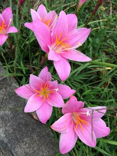 Zephyranthes Carinata