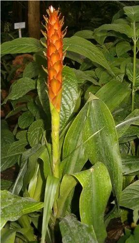 Pitcairnia