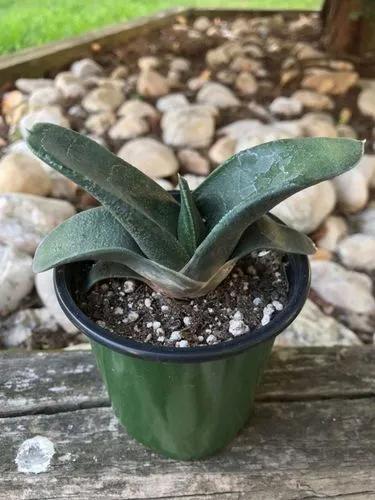 Thicket Gasteria