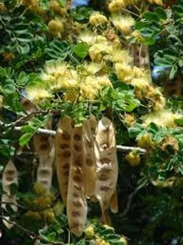 Lebbek Tree