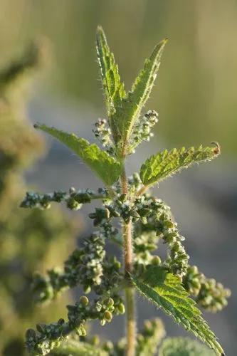 Stinging Nettle