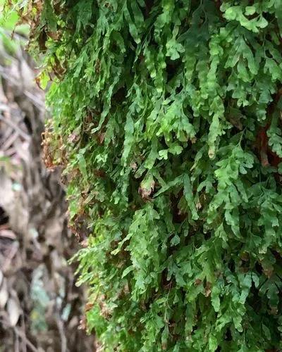 Veined Bristle-fern