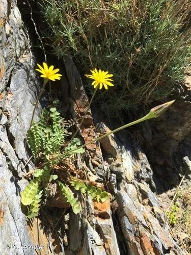 Perennial Hyoseris