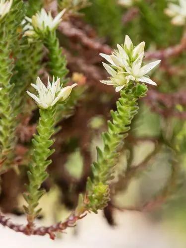 Sedum Moranense