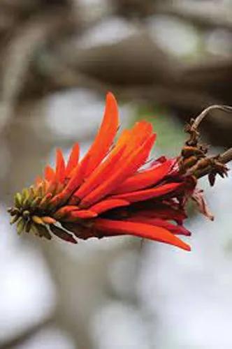 Erythrina Lysistemon