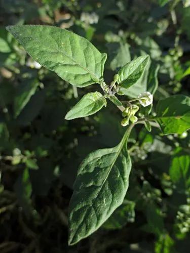 Red Nightshade