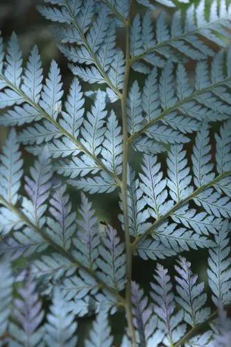 Diamondleaf Fern