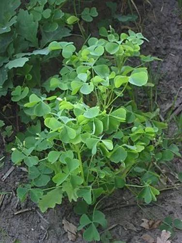 Slender Yellow Woodsorrel