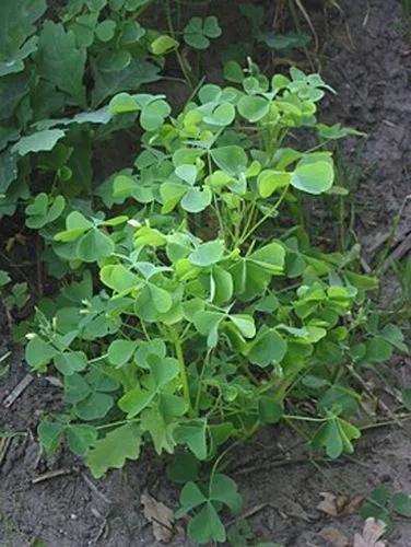 Slender Yellow Woodsorrel