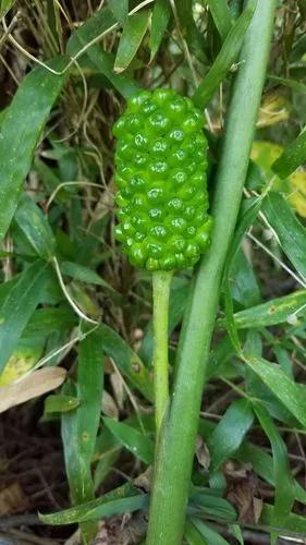 Arisaema Dracontium