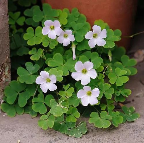 Lilac oxalis