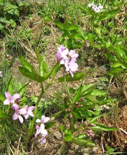 Cardamine Pentaphyllos