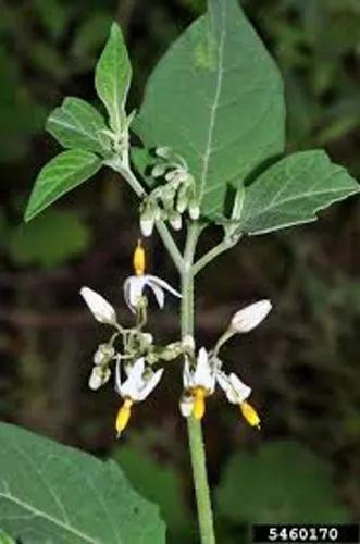 Hoe Nightshade, Argentine Nightshade