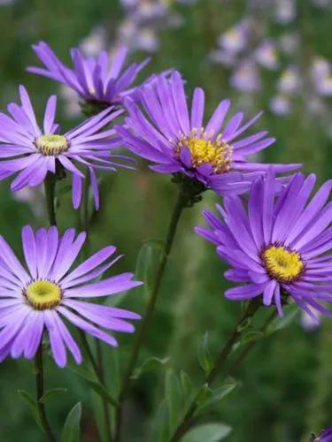 Michaelmas Daisy