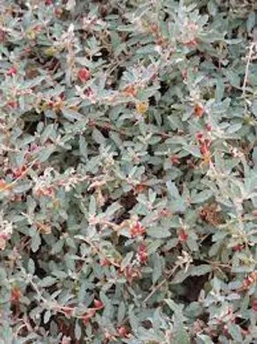 Creeping Saltbush