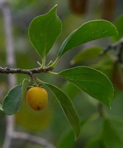 Wild Apricot