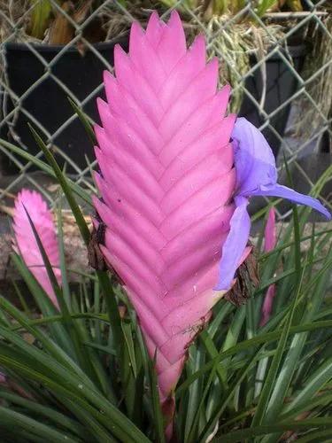 Blue-flowered Torch