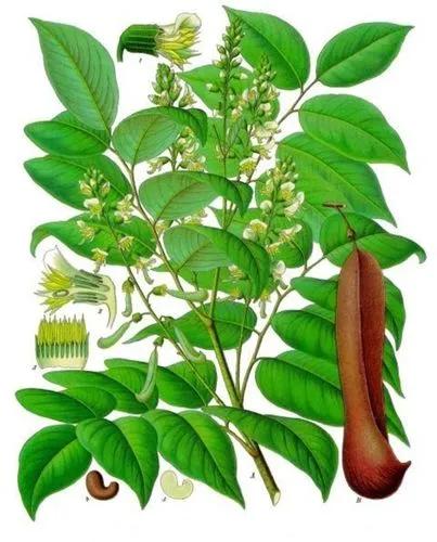 Santos Mahogany