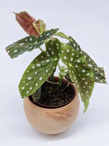 Begonia Polkadot