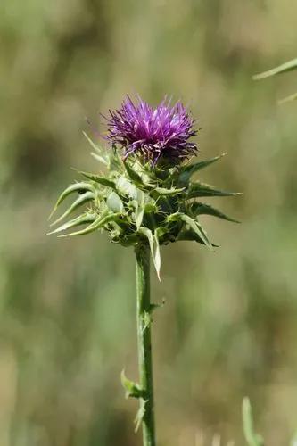 Milk Thistle