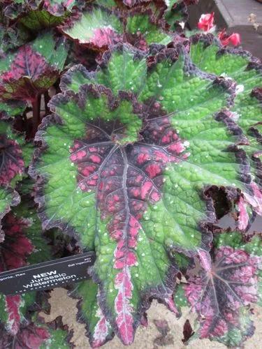 Rex Begonia