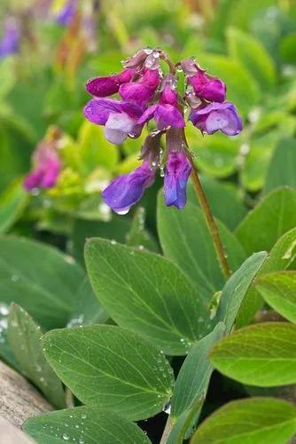 Sea Pea