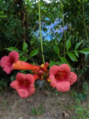 Trumpet Creeper