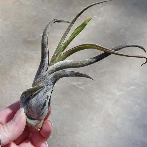 Tillandsia Pseudobaileyi