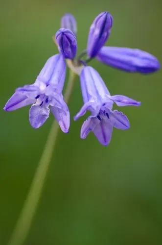 Triteleia Montana