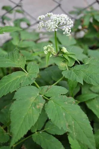 Deutzia Gracilis