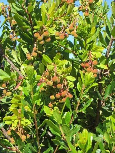 Strawberry Bush 'compacta'