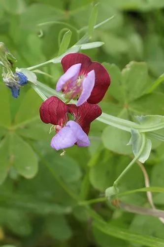 Spanish Vetchling,Pea