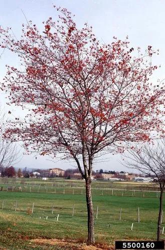 Washington Hawthorn