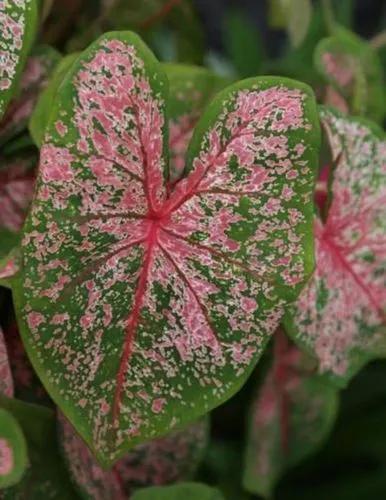 Caladium Pink Beauty