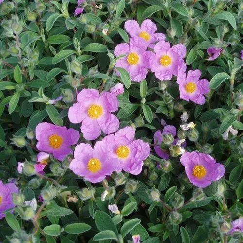 Pink Rockrose