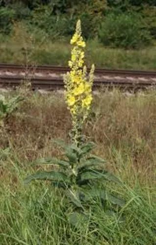 Wooly Mullein, Orange Mullein