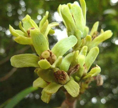 Trichilia Adolfi