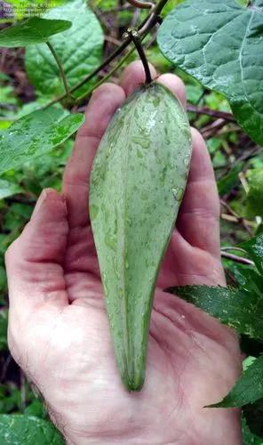 Angularfruit Milkvine