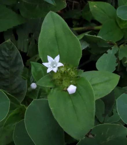 Mexican-clover