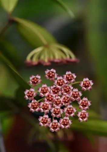 Hoya Memoria (gracilis)