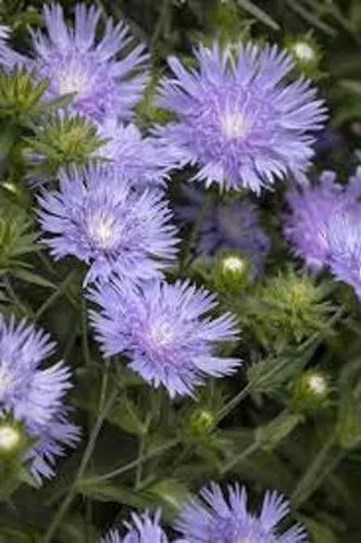 Stokes Aster