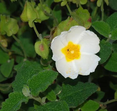 Laurel-leaf Cistus