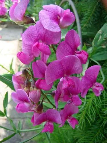 Broad-leaved sweet pea