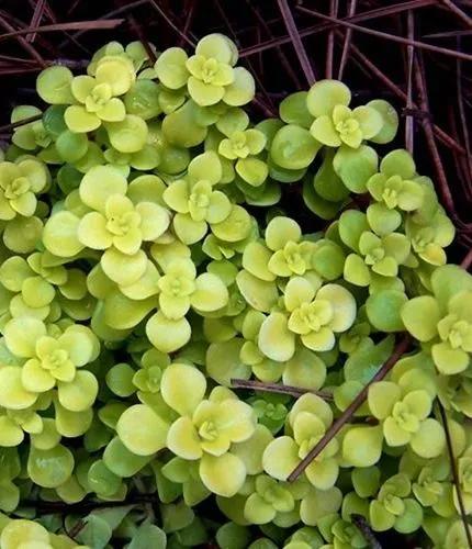 Golden Japanese Stonecrop